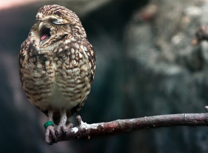 Wallpaper Owl, cute animals, Animals 423355067